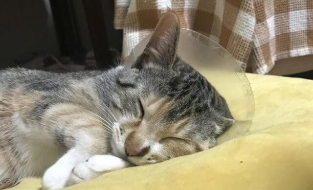 エリザベスカラーを巻いて寝てる猫